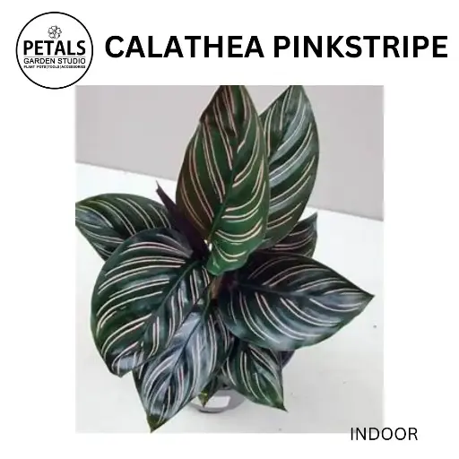 Calathea Pinkstripe