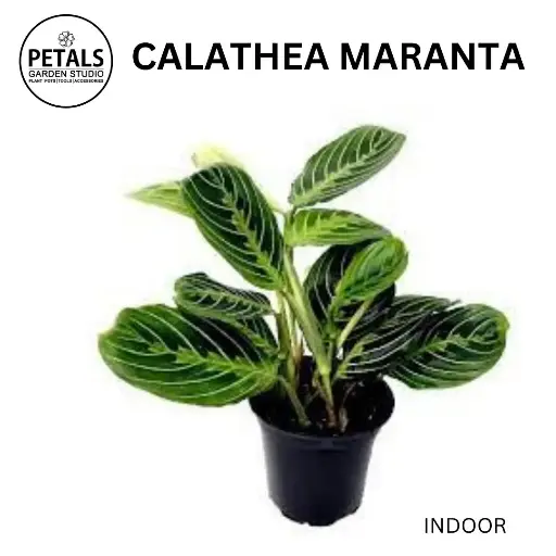 Calathea Maranta