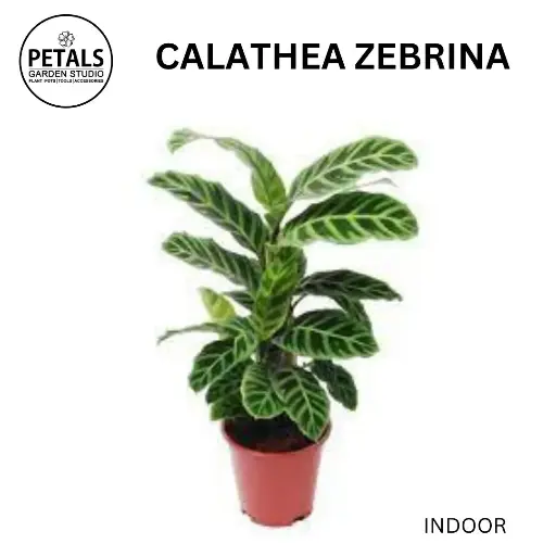 Calathea Zebrina