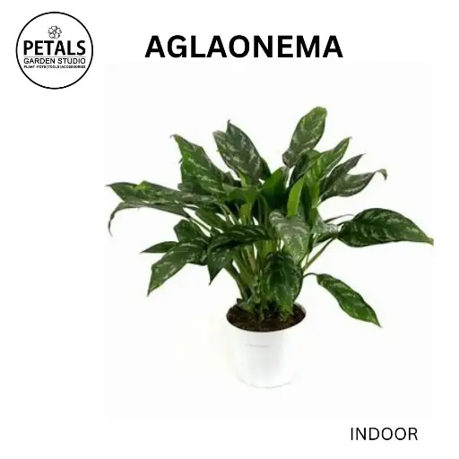 Aglaonema