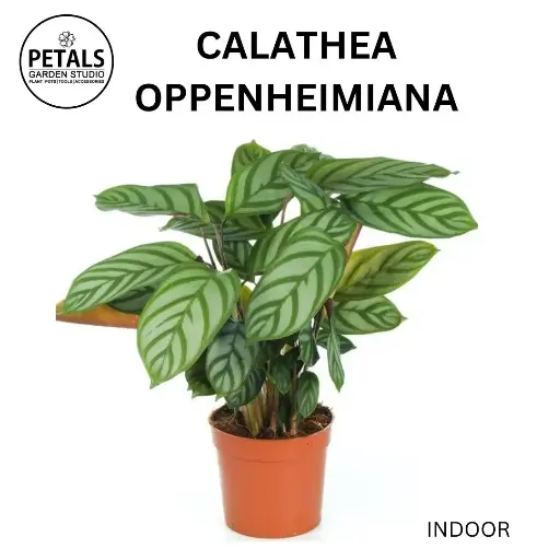 Calathea Oppenheimiana
