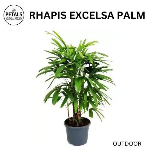 Rhapis Excelsa Palm