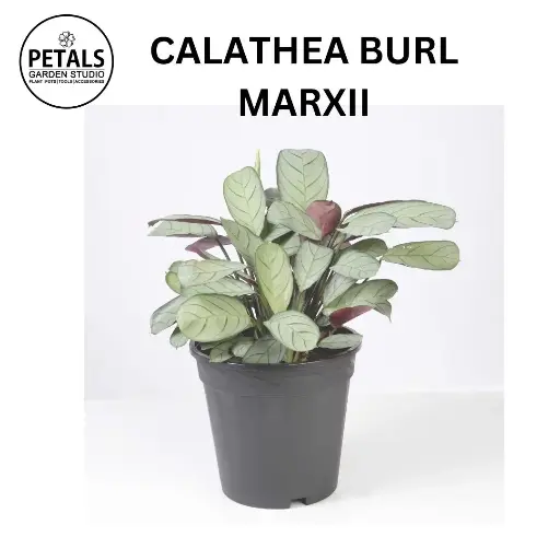 Calathea Burl Marxii