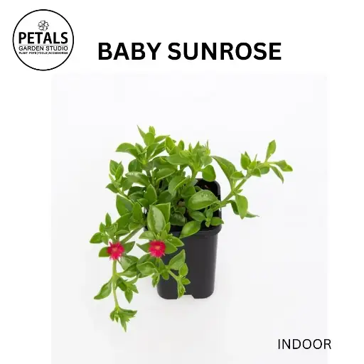 Baby Sunrose