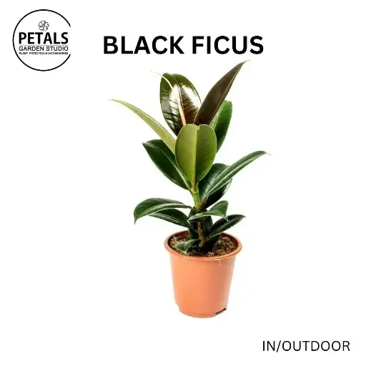 Black Ficus