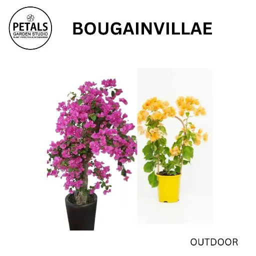 Bougainvillae