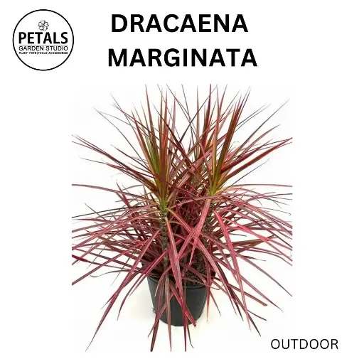 Dracaena Marginata