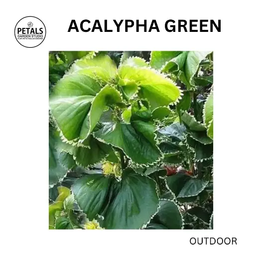 Acalypha Green