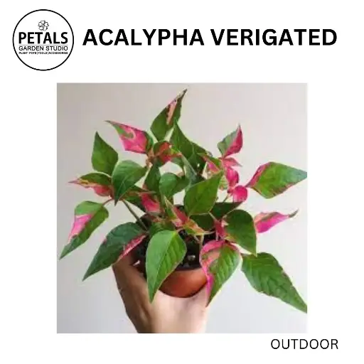 Acalypha Verigated