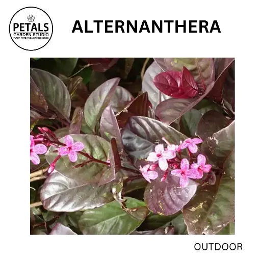 Alternanthera