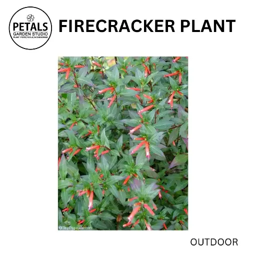 Firecracker Plant