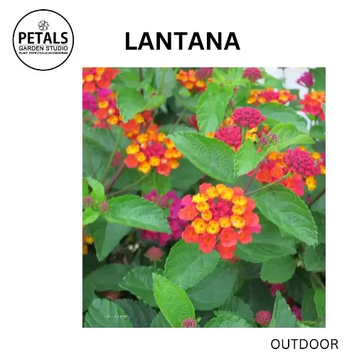 Lantana