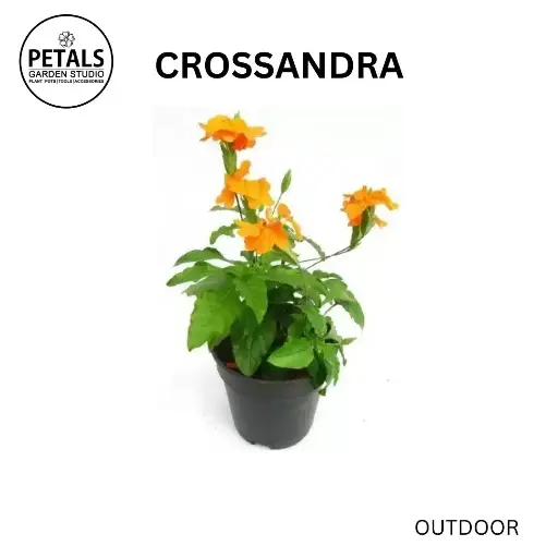 Crossandra