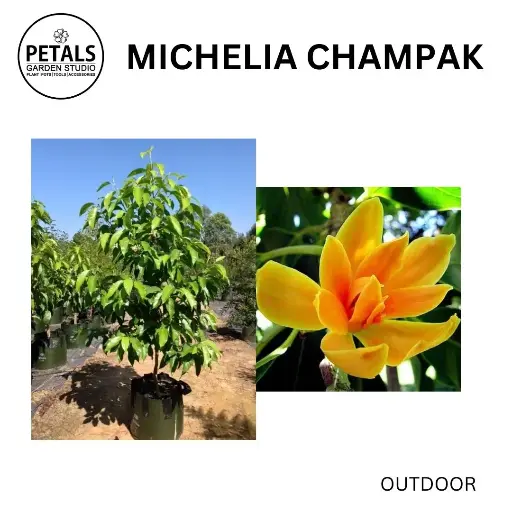 Michelia Champak