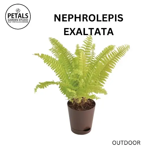 Nephrolepis Exaltata
