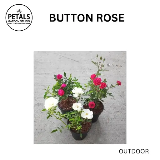 Button Rose