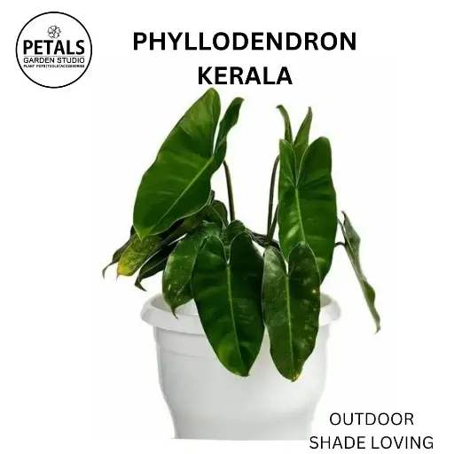 Phyllodendron Kerala