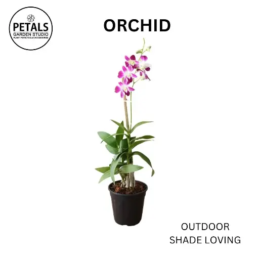 Orchid