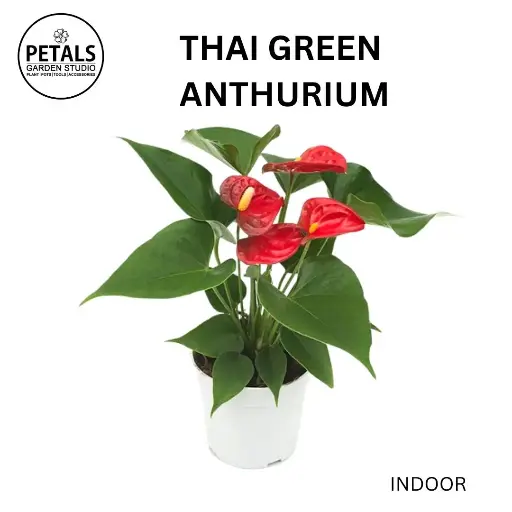 Thai Green Anthurium