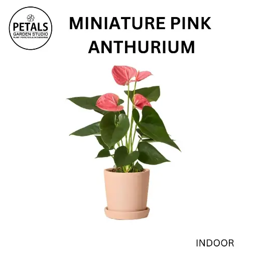 Miniature Pink Anthurium