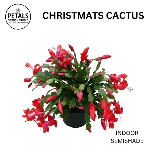 Christmas Cactus