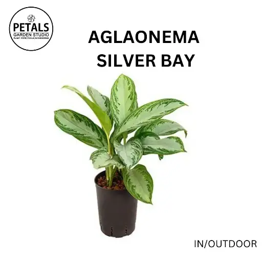Aglaonema Silverbay