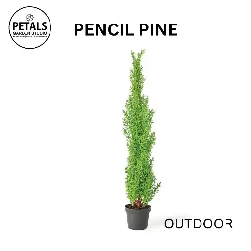 Pencil Pine