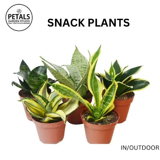 Snack Plants