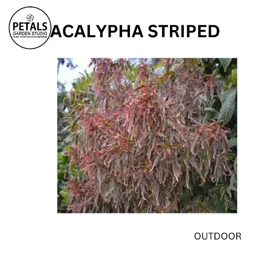 Acalypha Striped