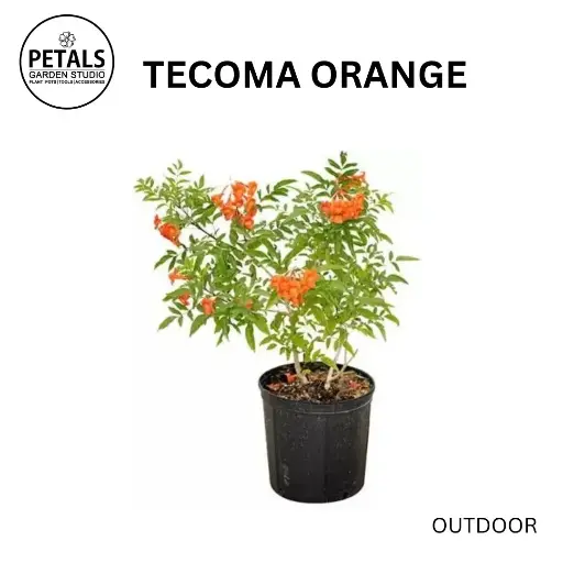 Tecoma Orange
