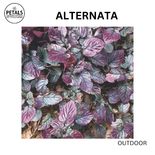 Alternata
