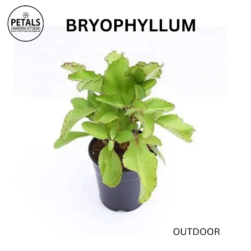 Bryophyllum