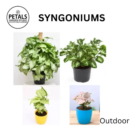 Syngonium