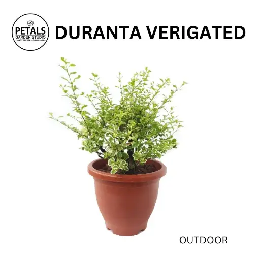 Duranta Verigated