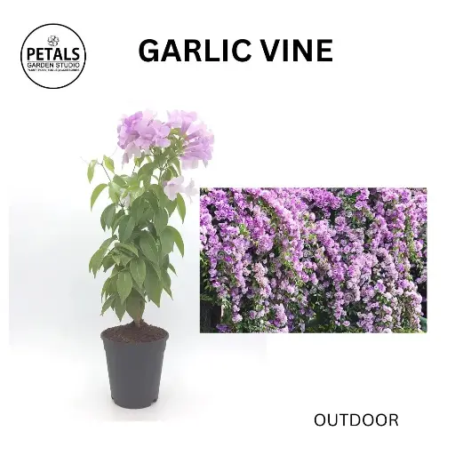 Garlic Vine