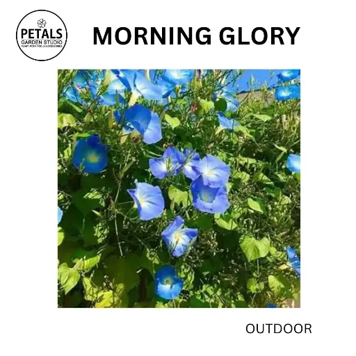 Morning Glory