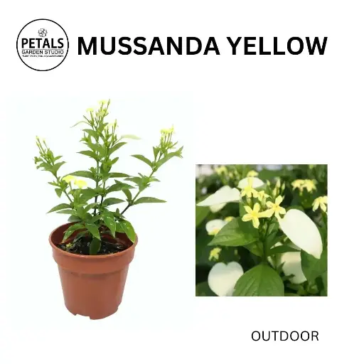 Mussanda Yellow
