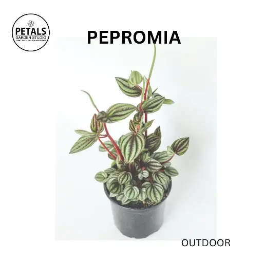 Pepromia