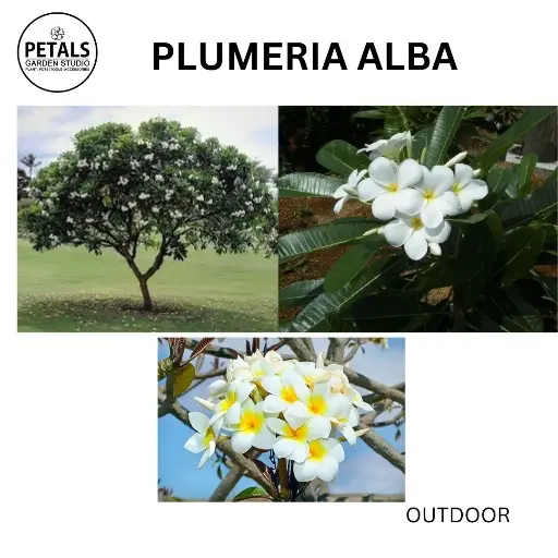 Plumeria Alba