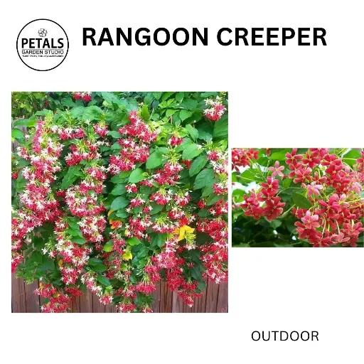 Rangoon Creeper