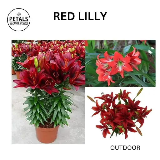 Red lilly