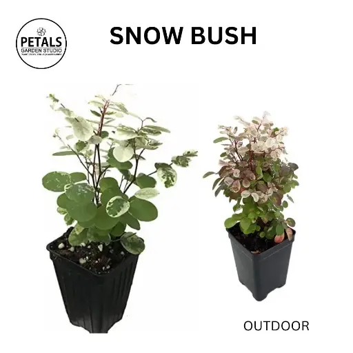 Snow Bush