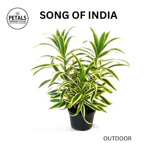 Song Of India