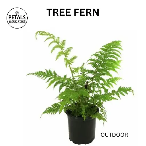 Tree Fern