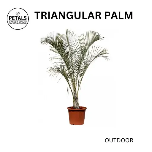 Triangular Palm