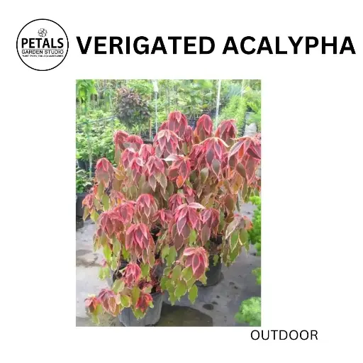 Verigated Acalypha