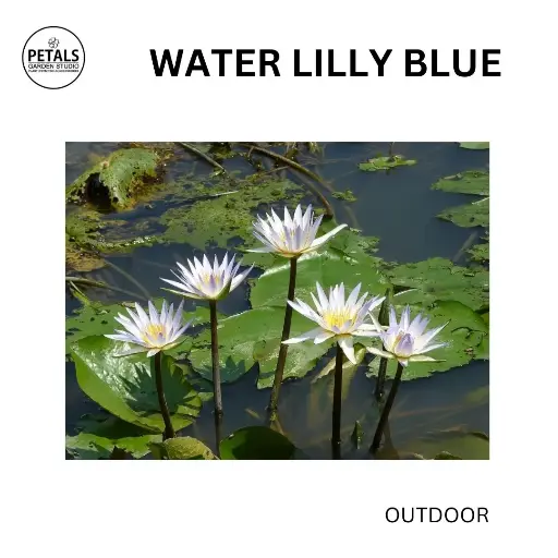Water Lilly Blue