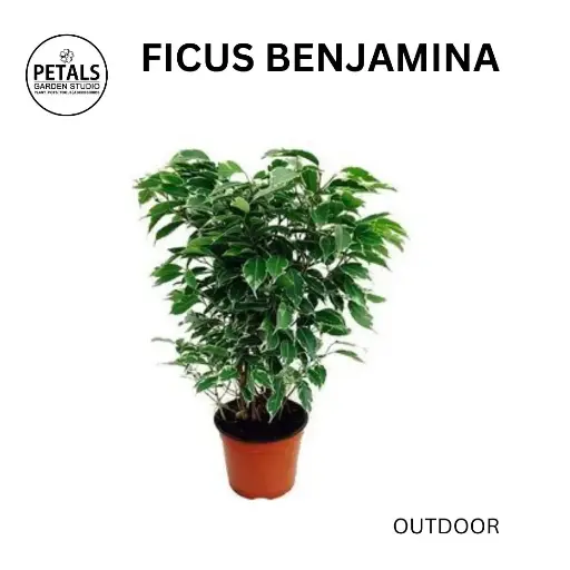 Ficus Benjamina