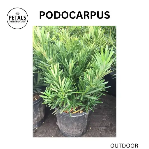 Podocarpus