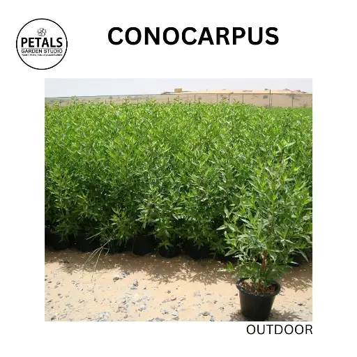 Conocarpus